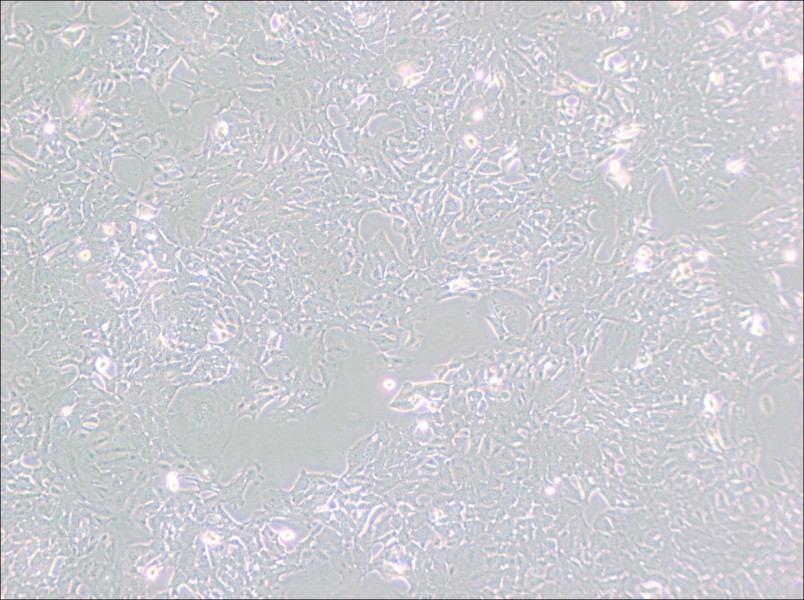 HC11 Cell Complete Medium - 2