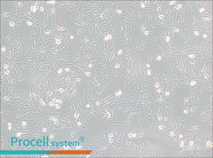 MNNG/HOS Cl #5 [R-1059-D] Cell Complete Medium - 3