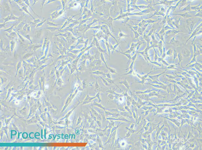 SH-SY5Y [SHSY-5Y] Cell Complete Medium - small - 4
