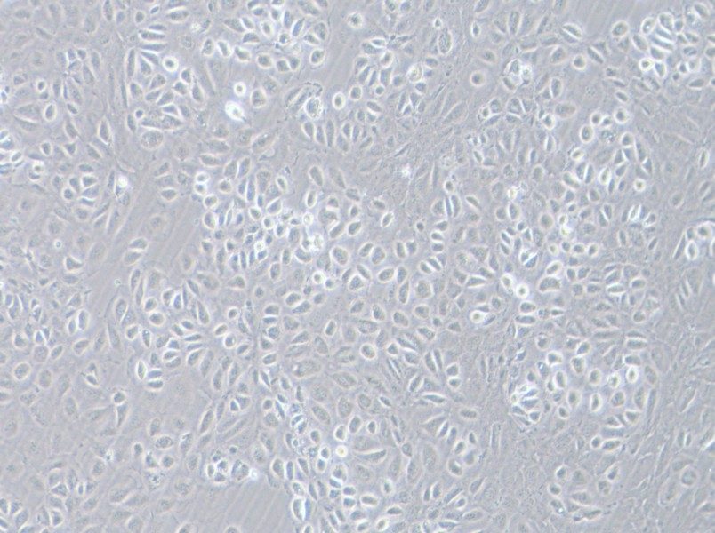 C166 Cell Complete Medium - 3