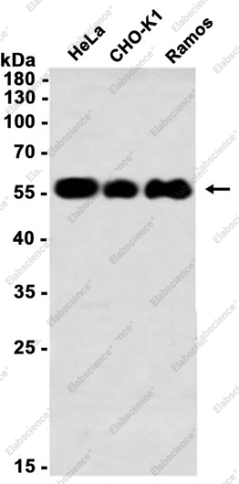 Recombinant PTBP1 Monoclonal Antibody - 1