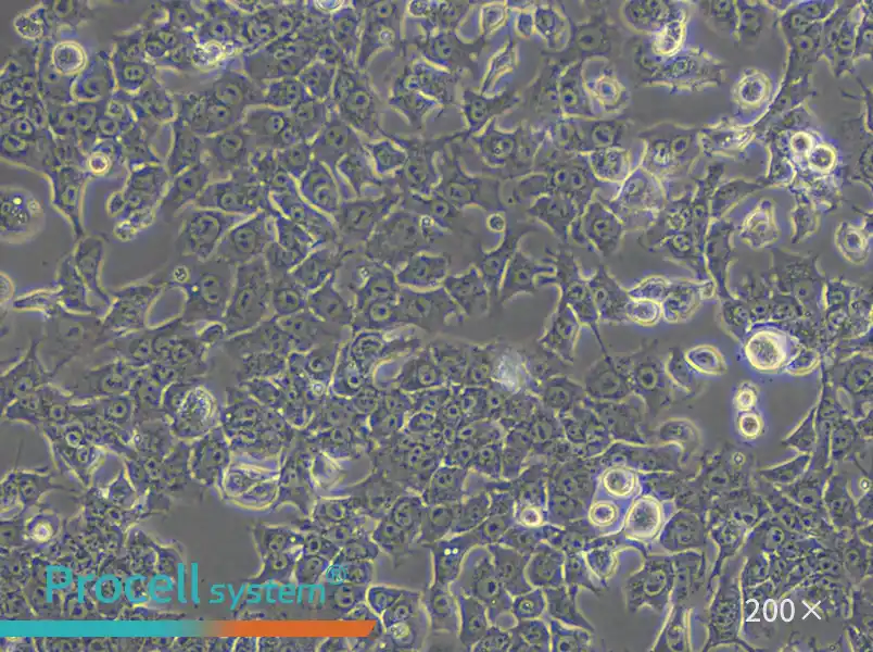 Hepa 1-6 Cell Complete Medium - small - 4