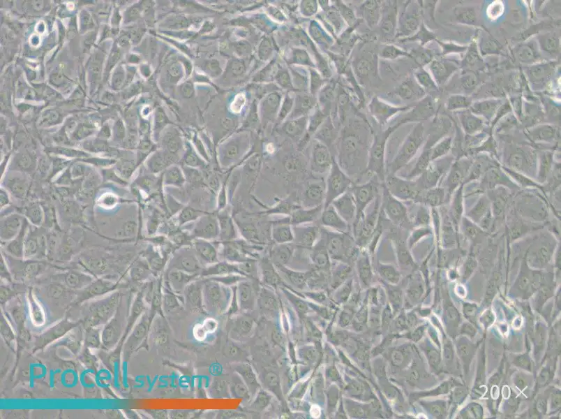 NIH/3T3-GFP Cell Complete Medium - 4