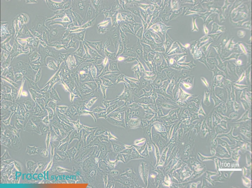 A549-DDPA549-DDP - 3