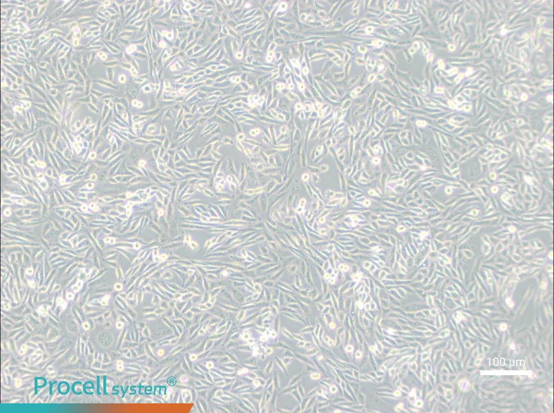 CHO-K1 Cell Complete MediumCHO-K1 Cell Complete Medium - 2