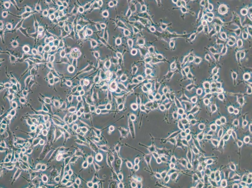 MADB106 Cell Complete Medium - 5