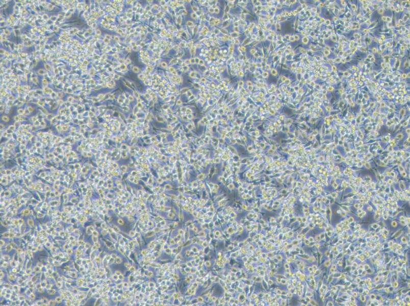 BV2-EGFP Cell Complete MediumBV2-EGFP Cell Complete Medium - 3
