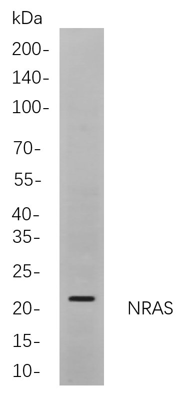 Recombinant NRAS Monoclonal Antibody-searchlist-1