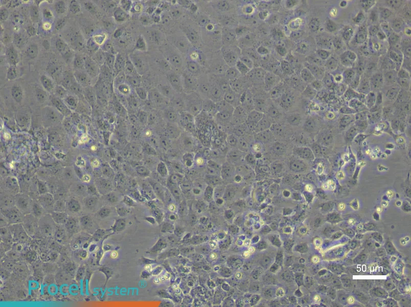 Rat Epidermal Keratinocyte Complete Medium - 5