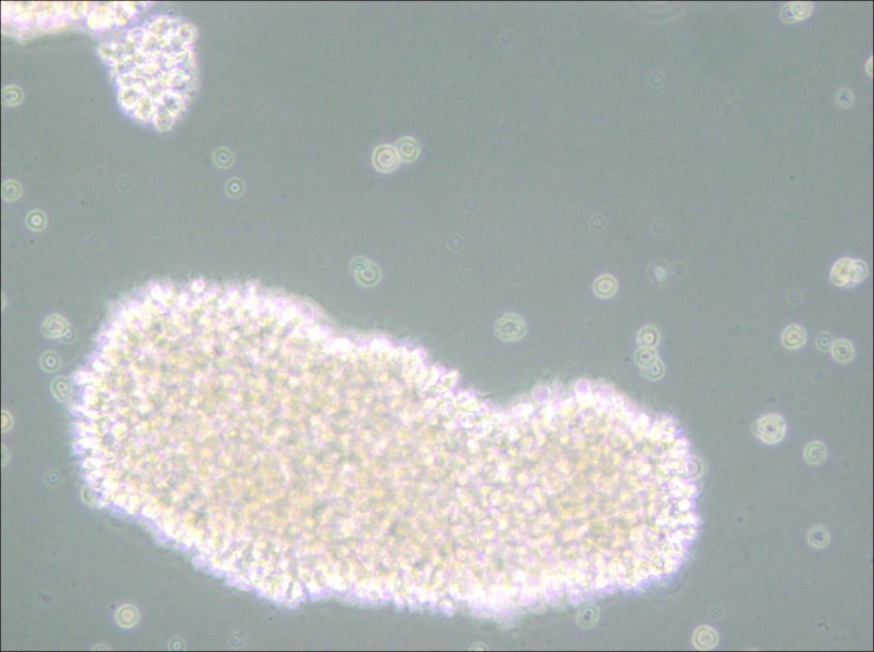 MT-4 Cell Complete Medium - small - 4