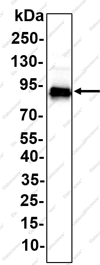 Recombinant A20 Monoclonal Antibody - 1