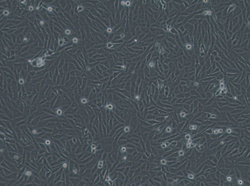 HOS Cell Complete Medium - 3