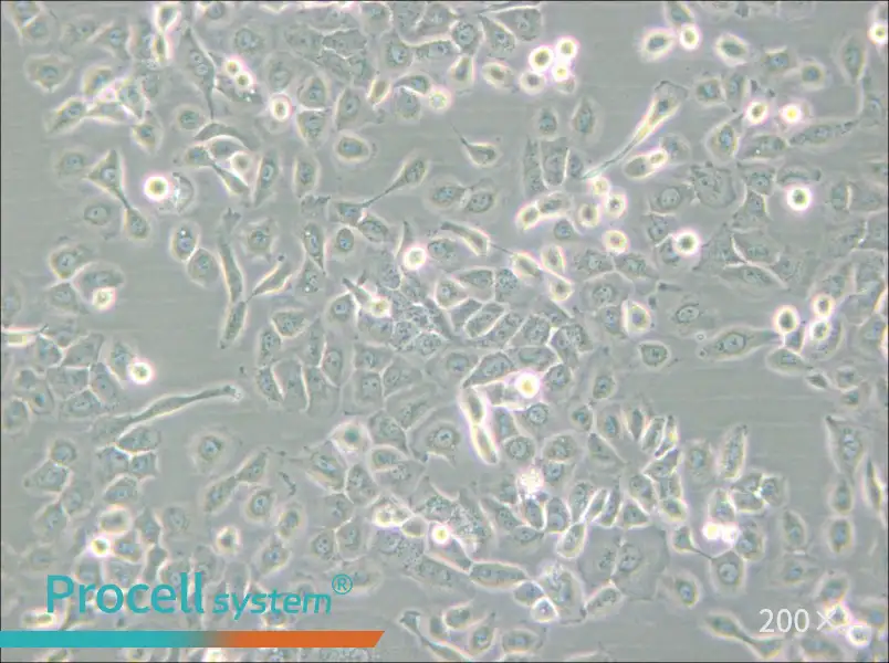 SUM149PT Cell Complete Medium - 6