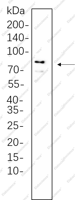 Recombinant DDX4 Monoclonal Antibody - 1