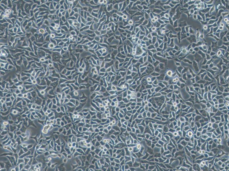 Hela S3 Cell Complete Medium-searchlist-1