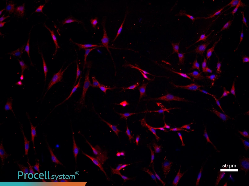 Mouse Articular Chondrocyte Complete Medium - 1