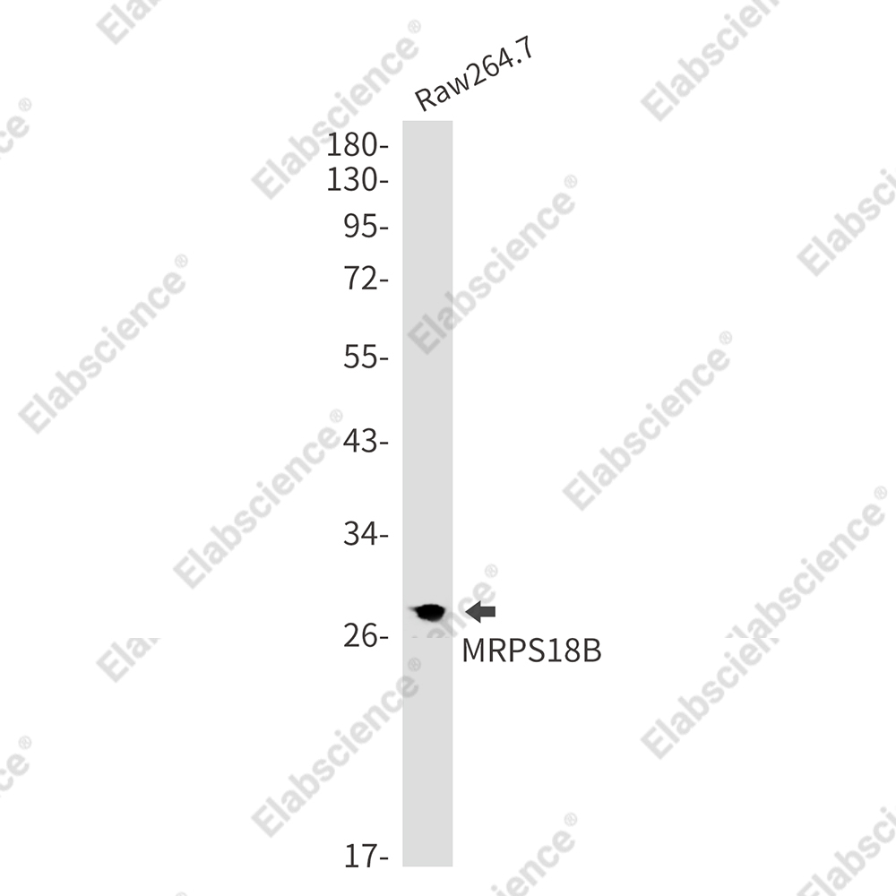 Recombinant MRPS18B Monoclonal Antibody - 2