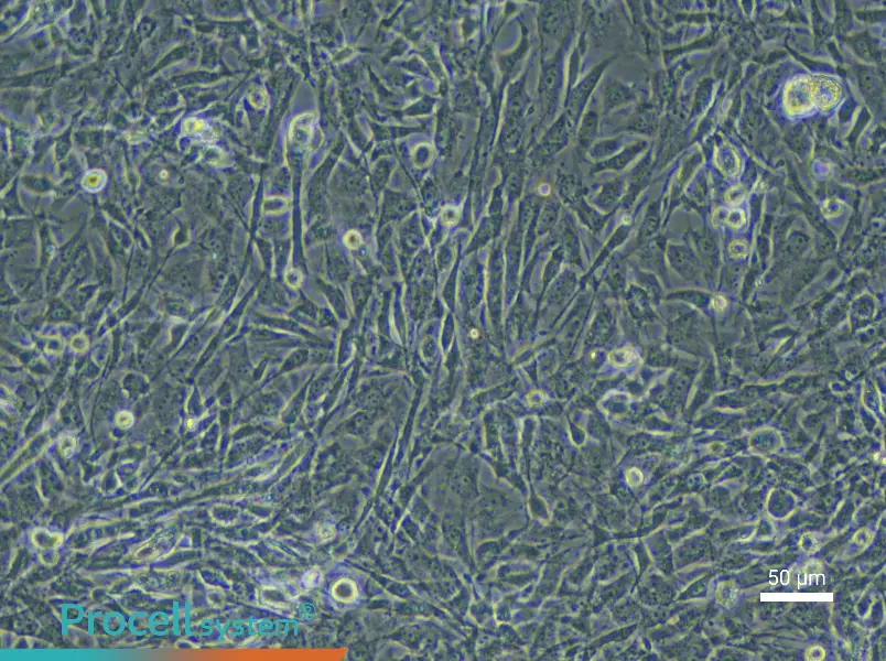 Mouse Skeletal Muscle Fibroblast Complete Medium - 6