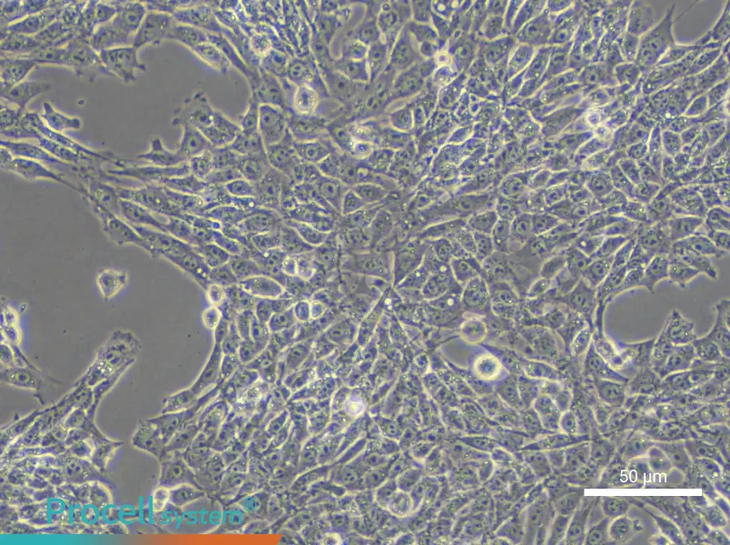 TM3 Cell Complete Medium - small - 5