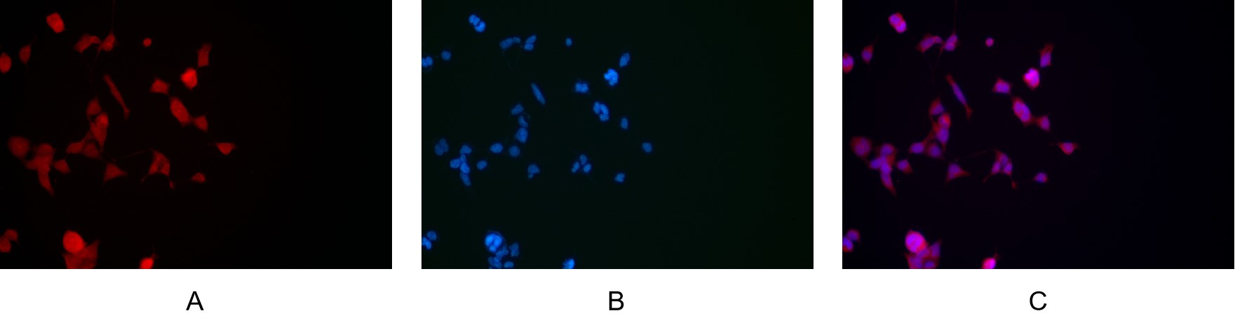 Recombinant LC3B Monoclonal Antibody - small - 9