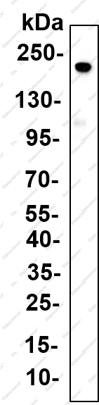 Recombinant ZNFX1 Monoclonal Antibody - 1