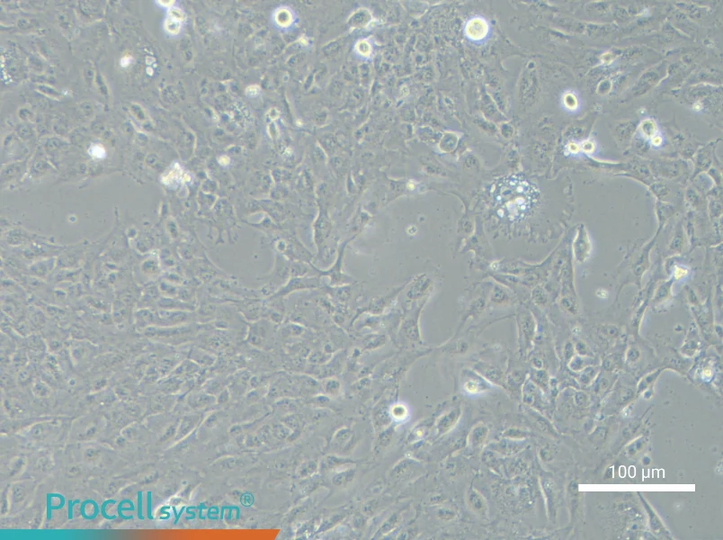 NCI-H2052NCI-H2052 - 1