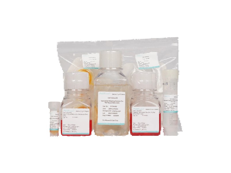 Rat Neural Stem Cell Isolation and Culture Kit