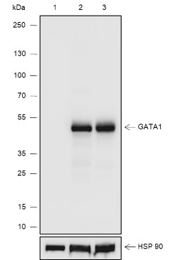 Recombinant GATA1 Monoclonal Antibody-searchlist-1