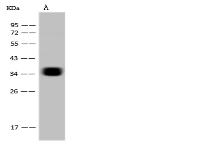 CD7 Monoclonal Antibody - small - 1
