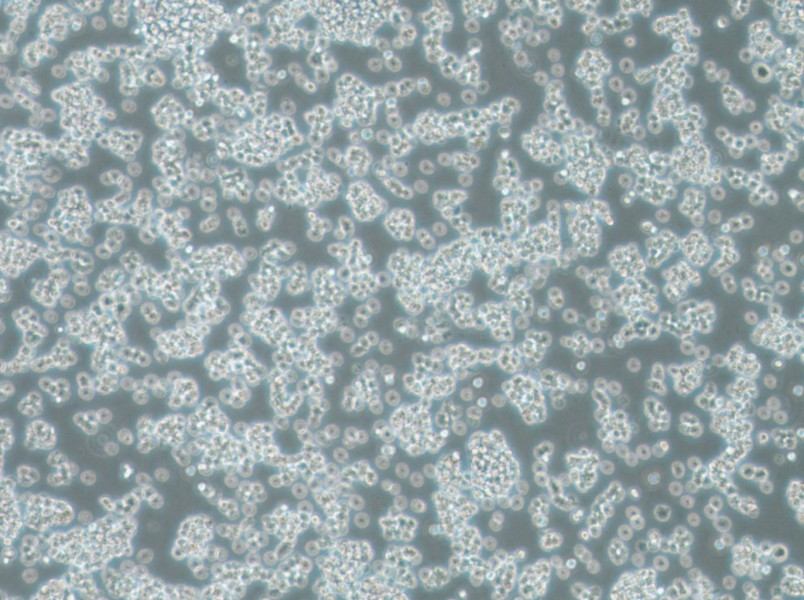 BC-3 Cell Complete MediumBC-3 Cell Complete Medium - 2