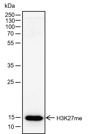 Recombinant Hisotne H3 (Mono Methyl Lys27) Monoclonal Antibody - small - 2