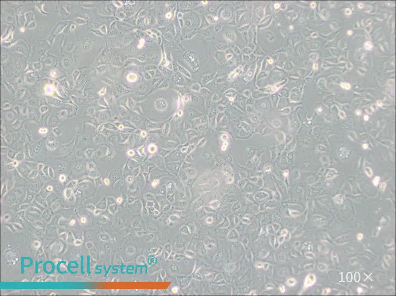 KLE Cell Complete Medium - 3