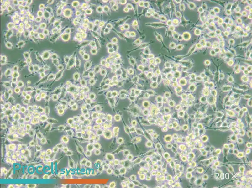 BV2 Cell Complete Medium - small - 6