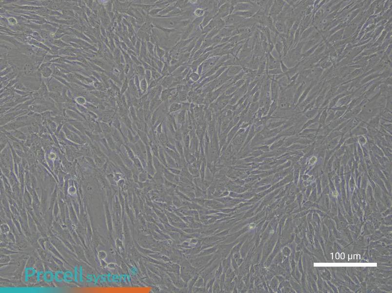 Human Aortic Smooth Muscle Cell Complete MediumHuman Aortic Smooth Muscle Cell Complete Medium - 2