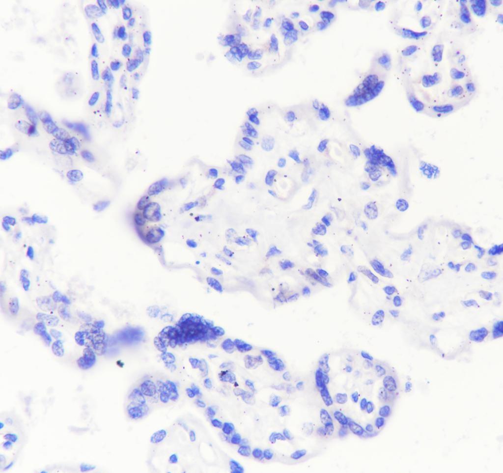 Recombinant SV2A Monoclonal Antibody - small - 4