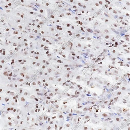 Recombinant Histone H3 (Mono Methyl Lys79) Monoclonal Antibody - 3