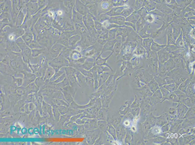 RBE Cell Complete Medium - small - 6