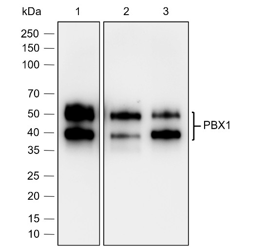 Recombinant PBX1 Monoclonal Antibody-searchlist-1