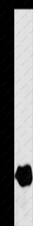 LXN Polyclonal Antibody - 1