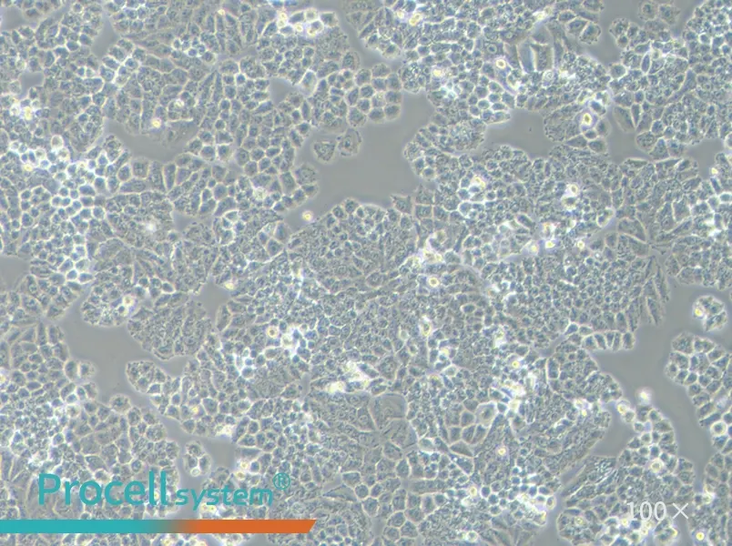 NCI-H460 [H460] Cell Complete Medium - 3