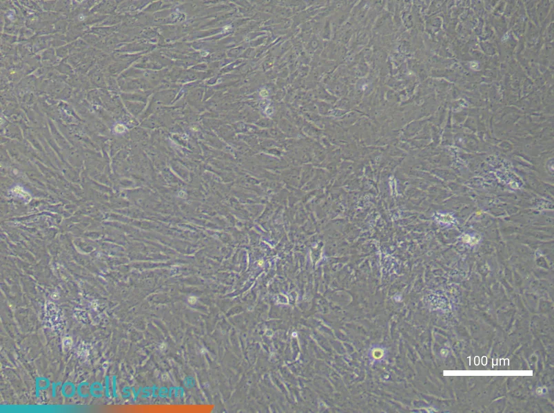Rat Follicular Theca Cell Complete MediumRat Follicular Theca Cell Complete Medium - 3