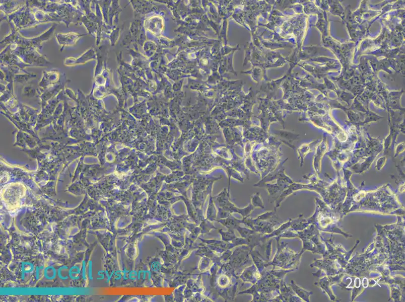 SK-N-BE(2) Cell Complete Medium - small - 4