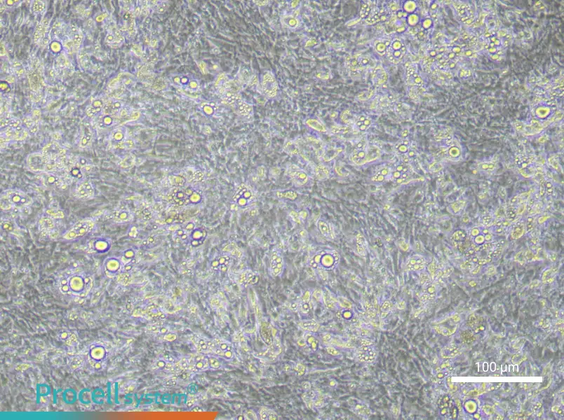 Mouse Adipocyte Cell Complete Medium - 1