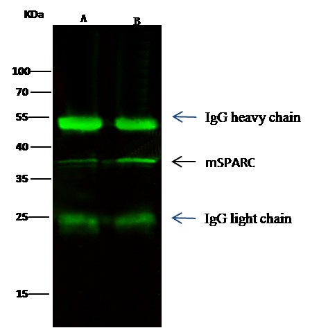 Recombinant Osteonectin/SPARC Monoclonal Antibody - small - 2