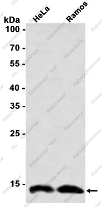 Recombinant VAMP2 Monoclonal Antibody - 1