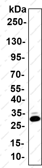 Recombinant Rag A/B Monoclonal Antibody - 1