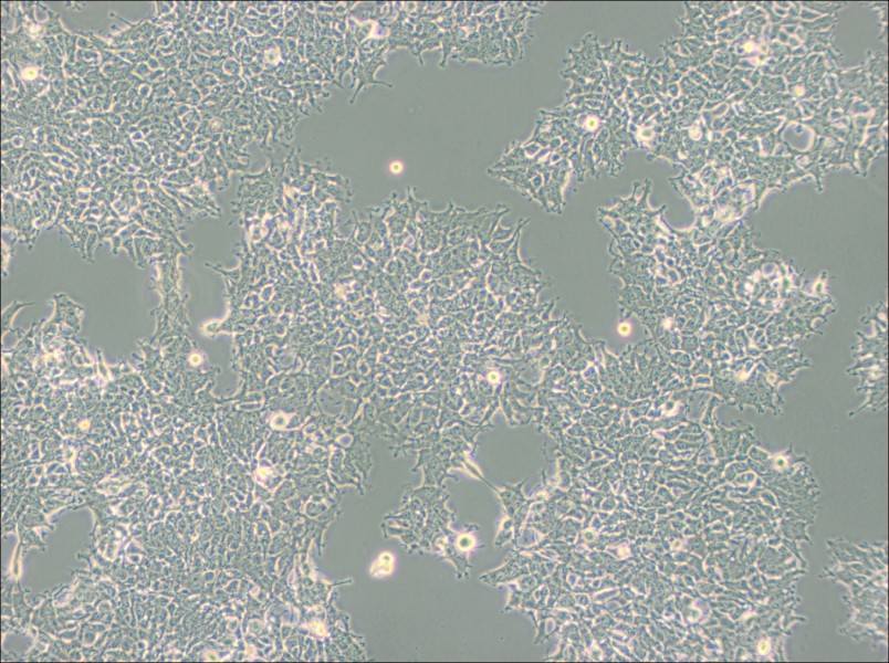 2V6.11 Cell Complete Medium2V6.11 Cell Complete Medium - 2