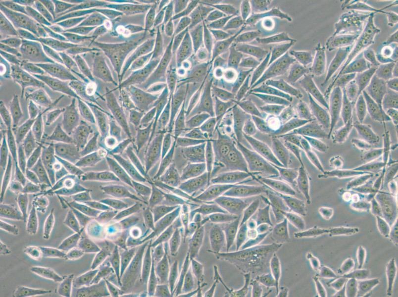 PC-3-GFP Cell Complete Medium - small - 8