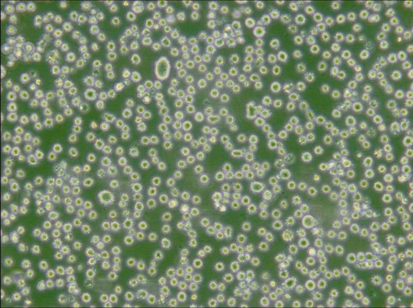 DB Cell Complete Medium - 5