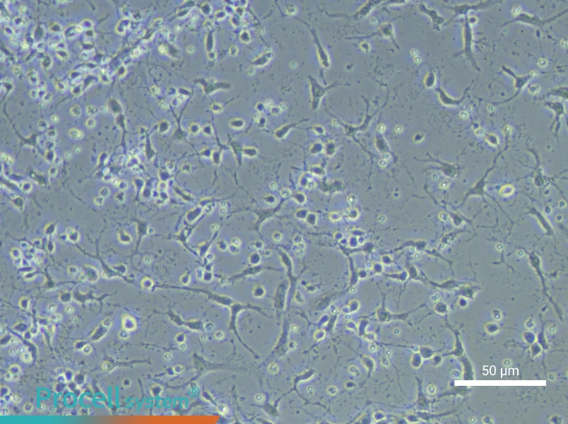 Mouse Hippocampal Neuron Complete Medium - small - 5